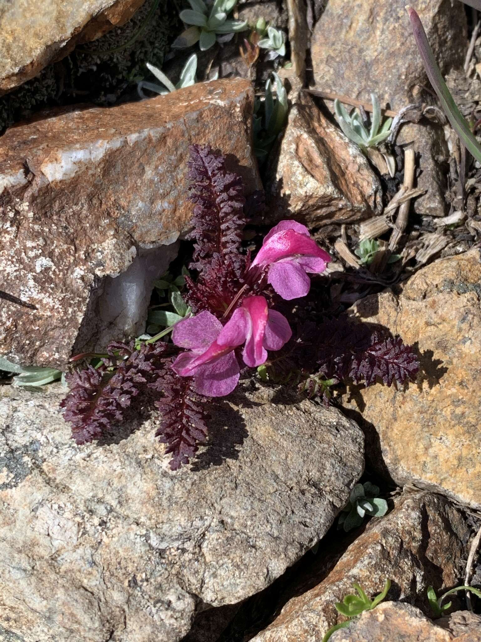 Image de Pedicularis nordmanniana Bunge