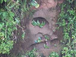 Image of Yellow-crowned Parrot, Yellow-crowned Amazon