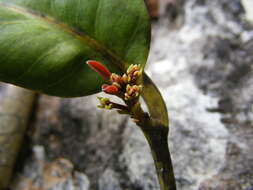 Image of Pimenta jamaicensis (Britton & Harris) Proctor
