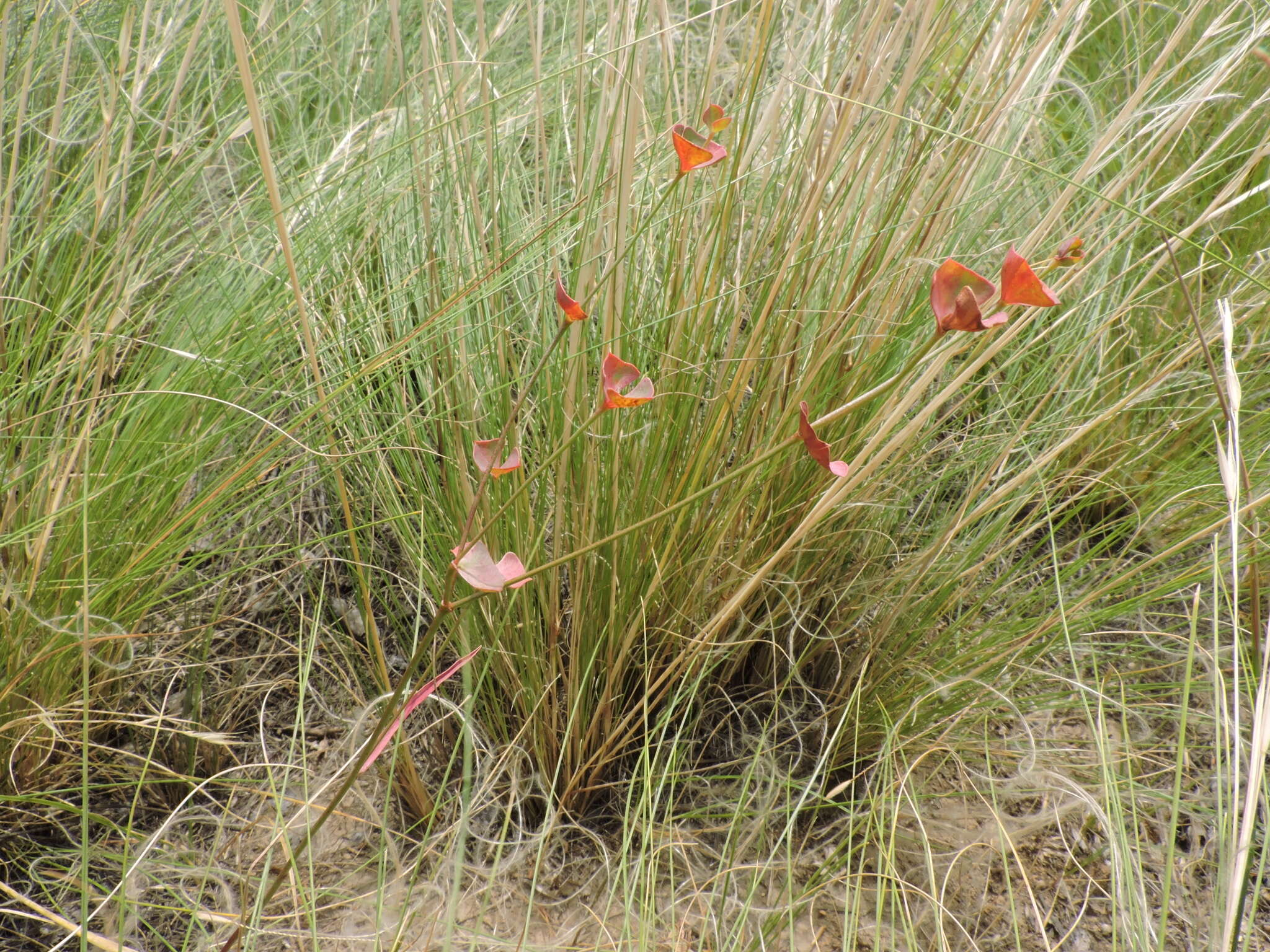 Слика од Euphorbia microcarpa (Prokh.) Krylov