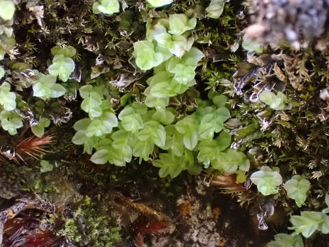 Слика од Cyrtomnium hymenophylloides T. Koponen 1968