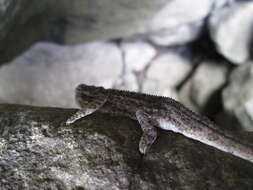 Image of Drakensberg Dwarf Chameleon