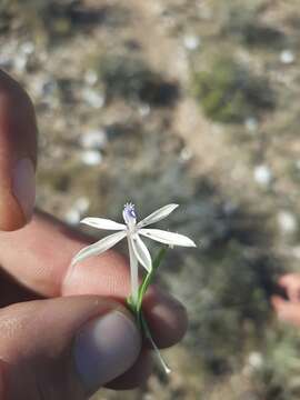 Image of Lapeirousia kalahariensis Goldblatt & J. C. Manning