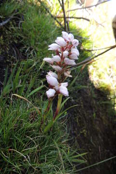 Imagem de Disa subtenuicornis H. P. Linder