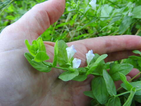 Sivun Scutellaria bolanderi A. Gray kuva