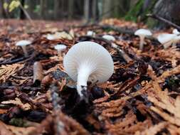 Sivun Cuphophyllus borealis (Peck) Bon ex Courtec. 1985 kuva