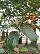 Image of Cordia eriostigma Pittier