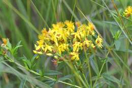 Sivun Hypericum adpressum W. C. P. Barton kuva