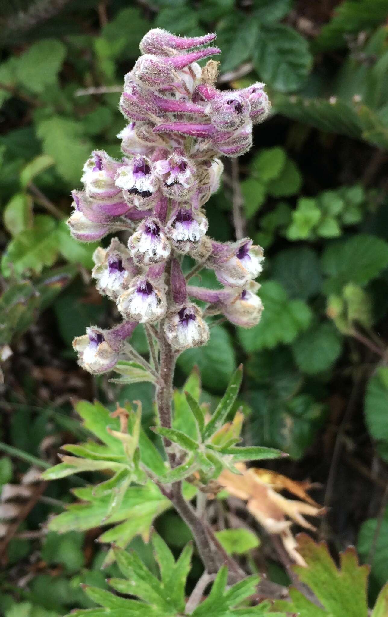 Image of California larkspur