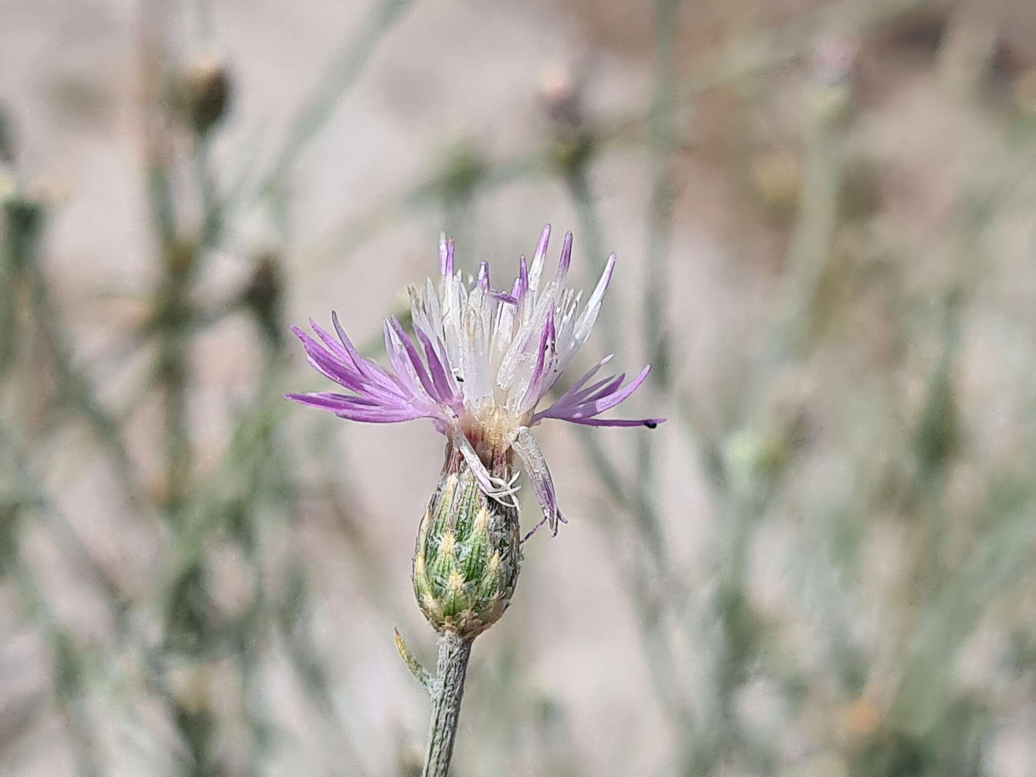 Image de Centaurea arenaria Bieb. ex Willd.