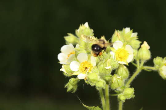 Image of Sanderson Bumble Bee