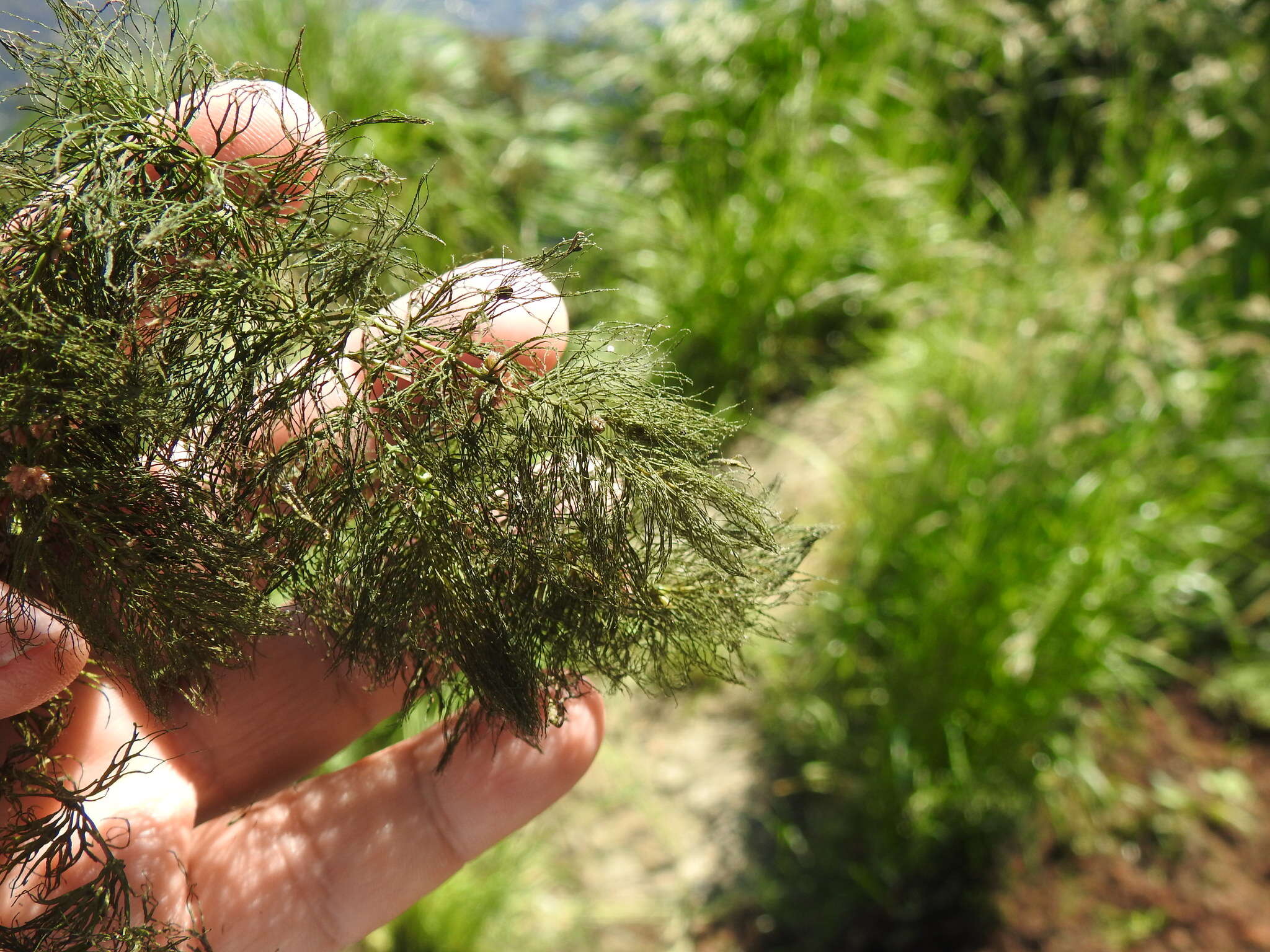 Image of Soft Hornwort