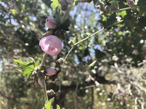 Image of Malacothamnus fasciculatus var. catalinensis (Eastw.) Kearney