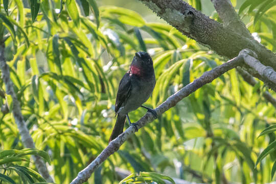 Image of Pink-throated Becard