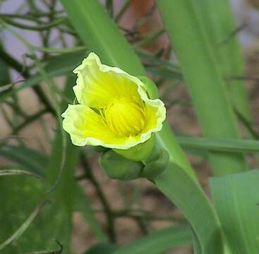 Image of velvetleaf