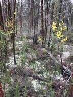 صورة Acacia gladiiformis A. Cunn. ex Benth.