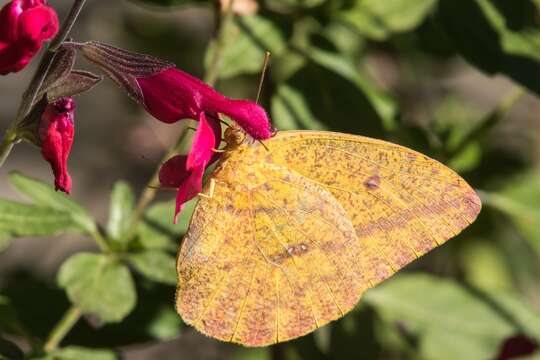 Image of Large Orange Sulphur