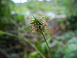 Image of Geum spurium Fisch. & C. A. Mey.