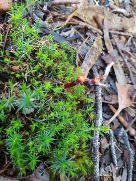 Слика од Astroloma ciliatum (Lindl.) Druce