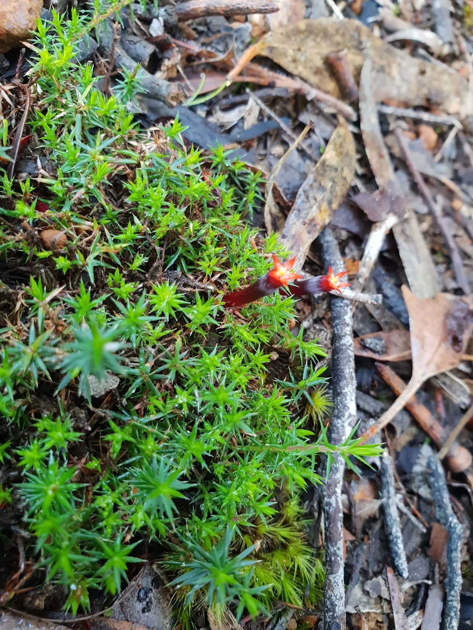 Слика од Astroloma ciliatum (Lindl.) Druce