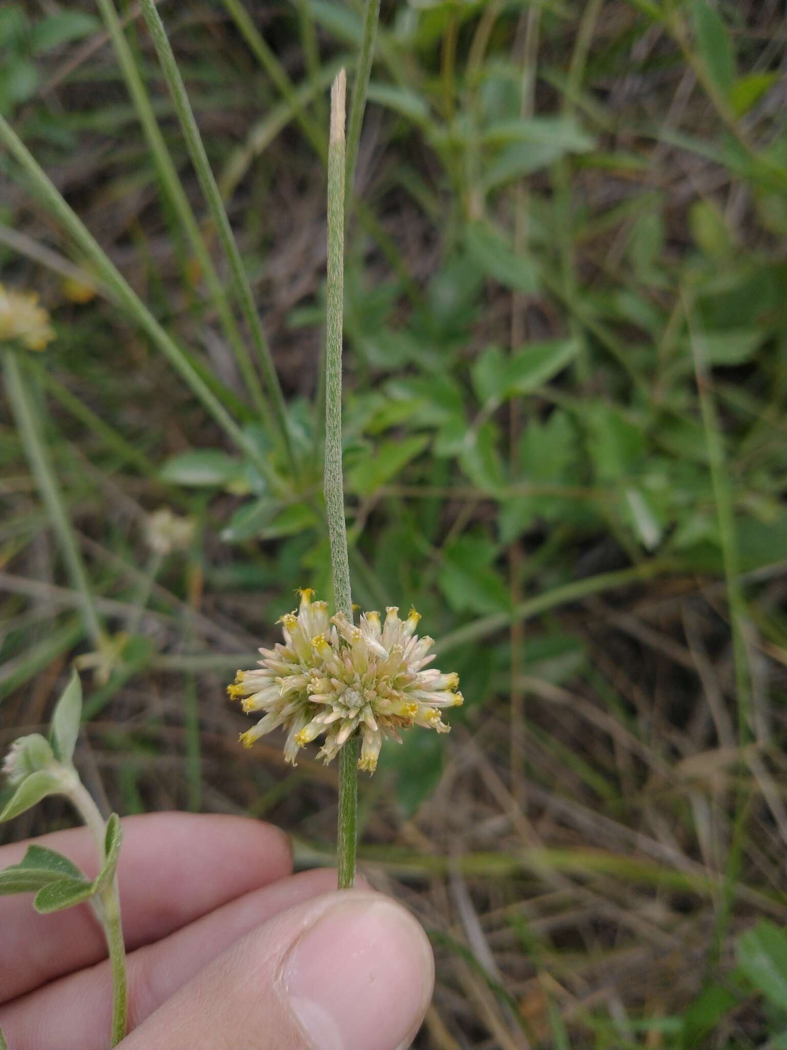 Image of Gomphrena perennis L.