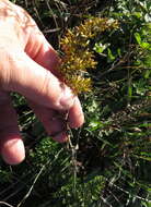 Image of gray goldenrod