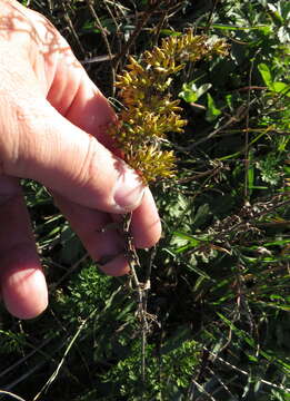 Image de Solidago nemoralis Ait.