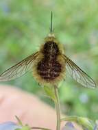 Image of Bombylius venosus Mikan 1796