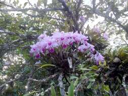 Imagem de Cattleya trianae Linden & Rchb. fil.