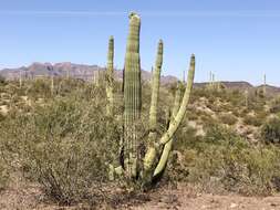 Image of Organ Pipe Cactus