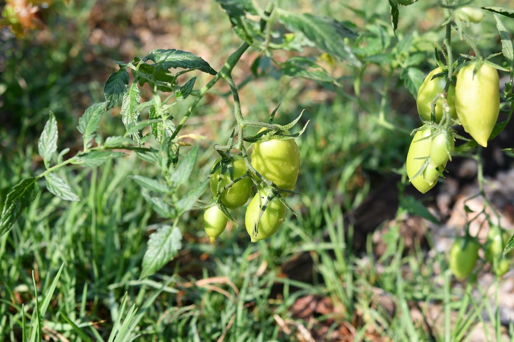 Image of <i>Solanum <i>lycopersicum</i></i> var. lycopersicum