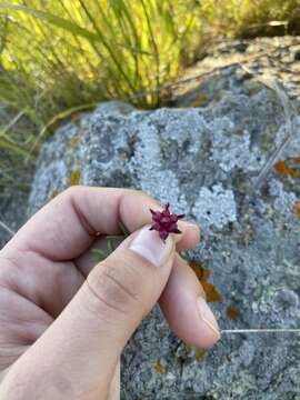 Imagem de Trifolium depauperatum var. depauperatum