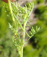 Image of Ursinia chrysanthemoides (Less.) Harv.