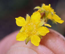 Plancia ëd Ivesia lycopodioides var. scandularis (Rydb.) Ertter & Reveal