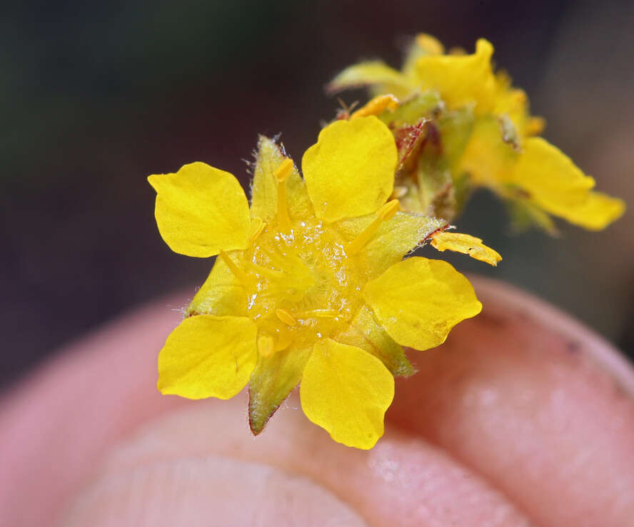 Plancia ëd Ivesia lycopodioides var. scandularis (Rydb.) Ertter & Reveal