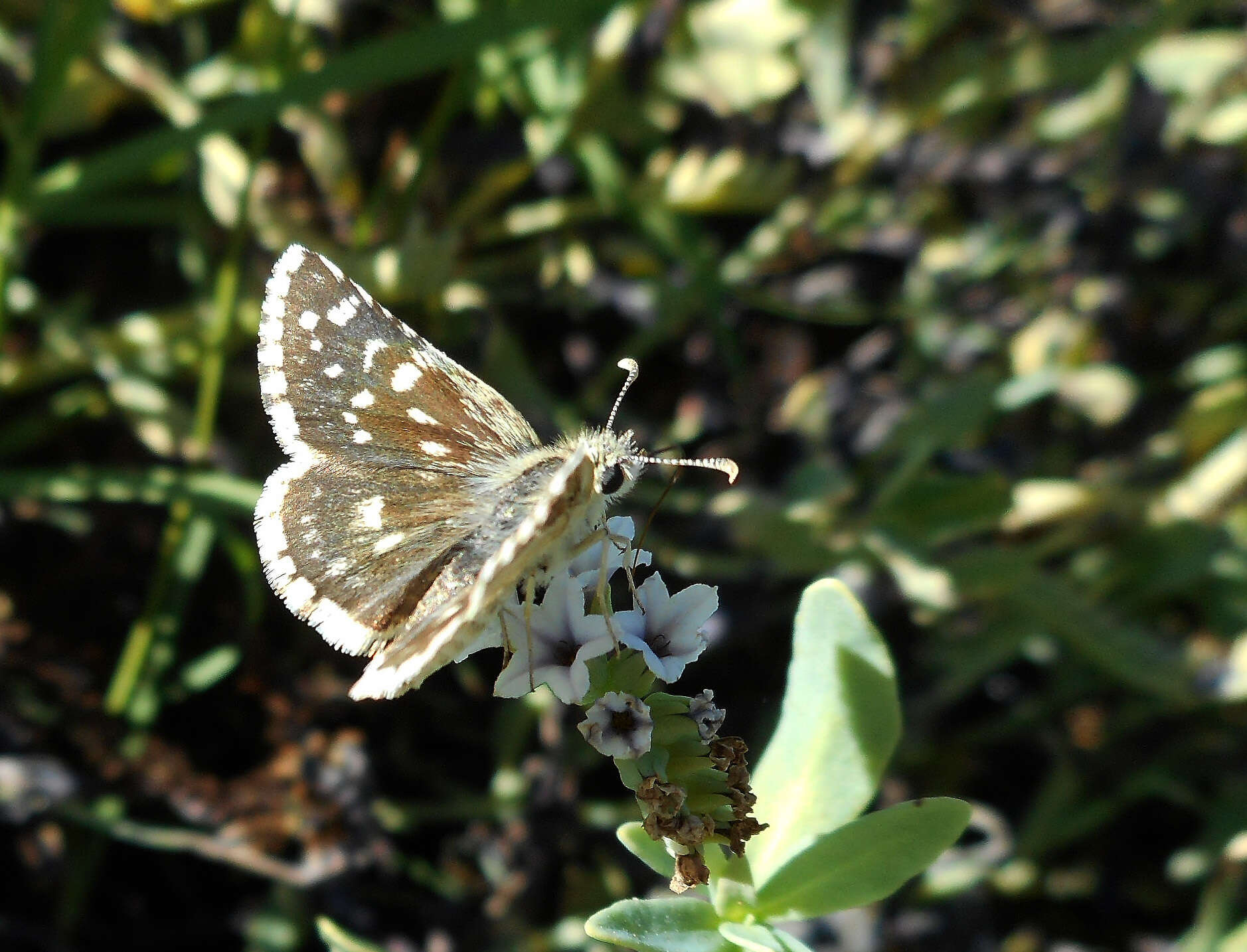 Image of Small Checkered Skipper