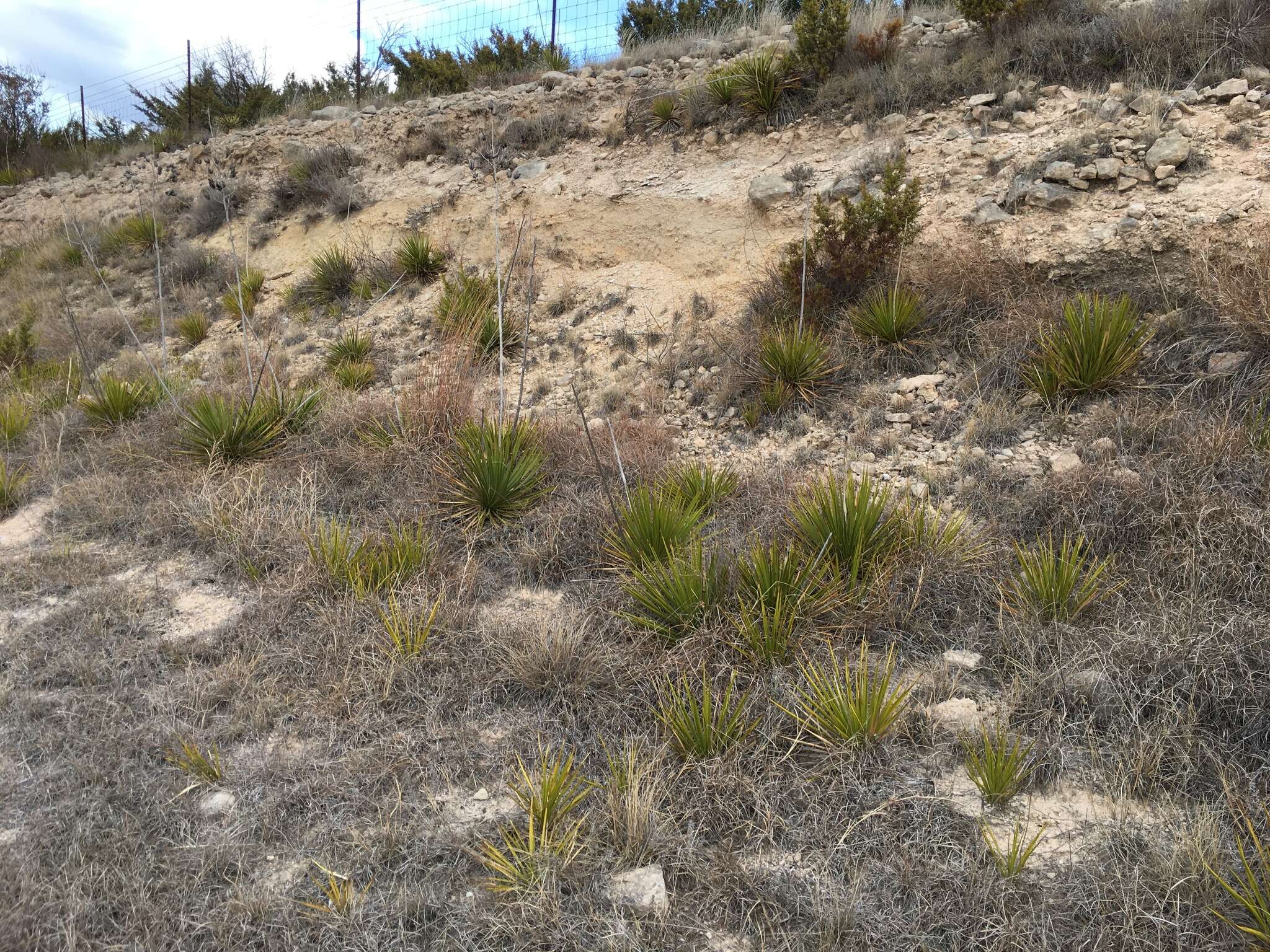 Image of San Angelo yucca