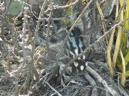 Image of Western Spotted Skunk