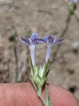 Imagem de Eriastrum densifolium subsp. densifolium