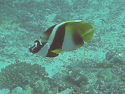 Image of Bannerfish