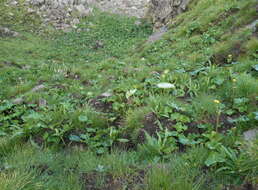 Image of Drakensberg Buttercup