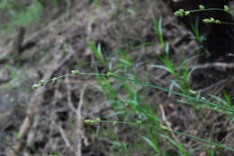 Image de Carex canescens subsp. disjuncta (Fernald) Toivonen
