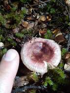 Image de Russula roseopileata McNabb 1973