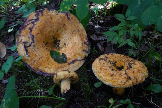 Image of Lactarius repraesentaneus Britzelm. 1885