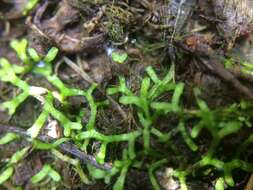 Image of Crystalwort