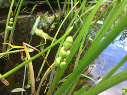 Sagittaria latifolia Willd. resmi