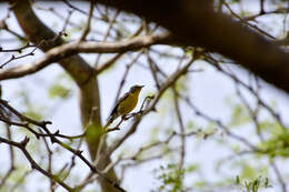 Imagem de Setophaga adelaidae (Baird & SF 1865)