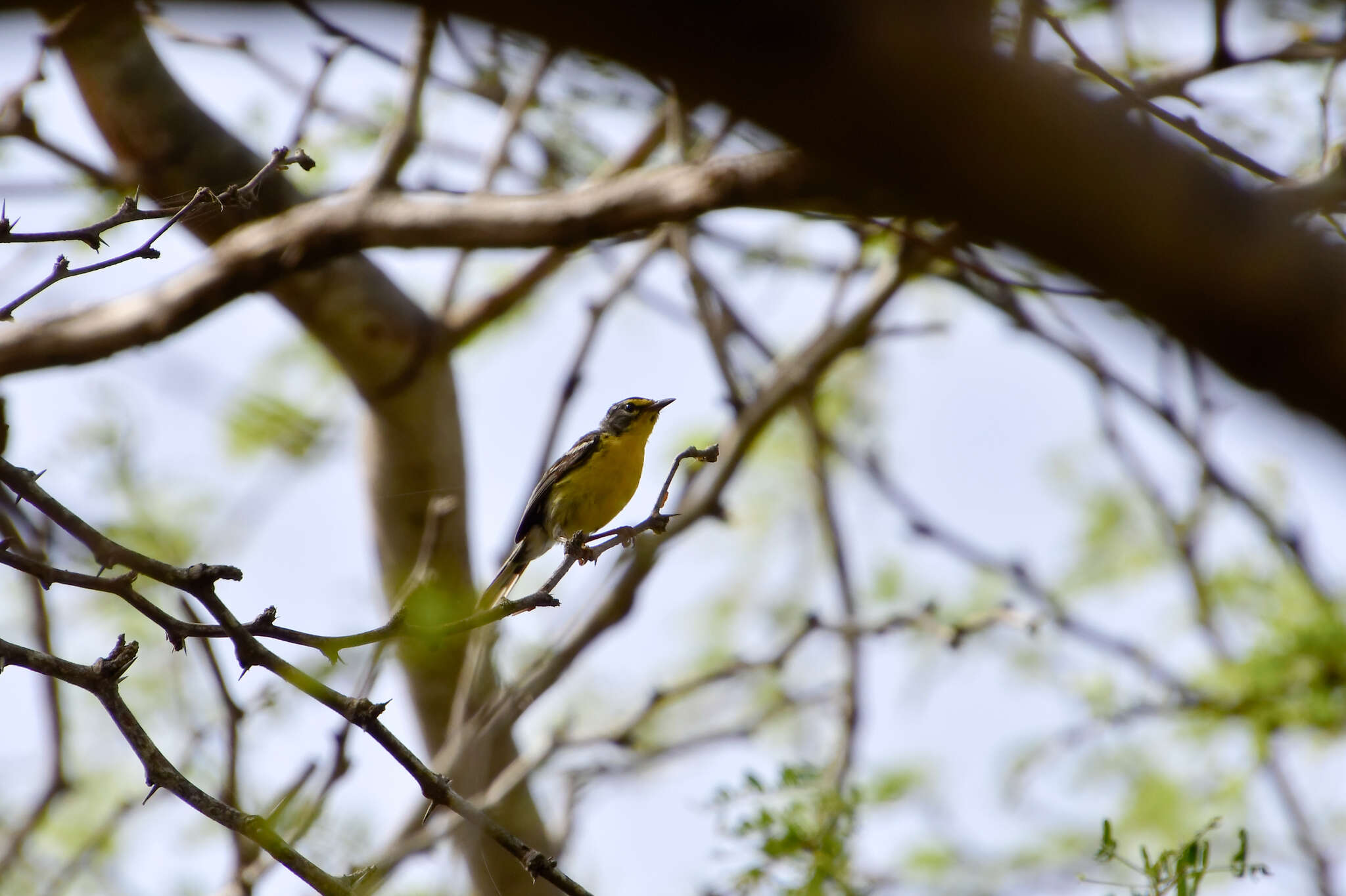 Imagem de Setophaga adelaidae (Baird & SF 1865)