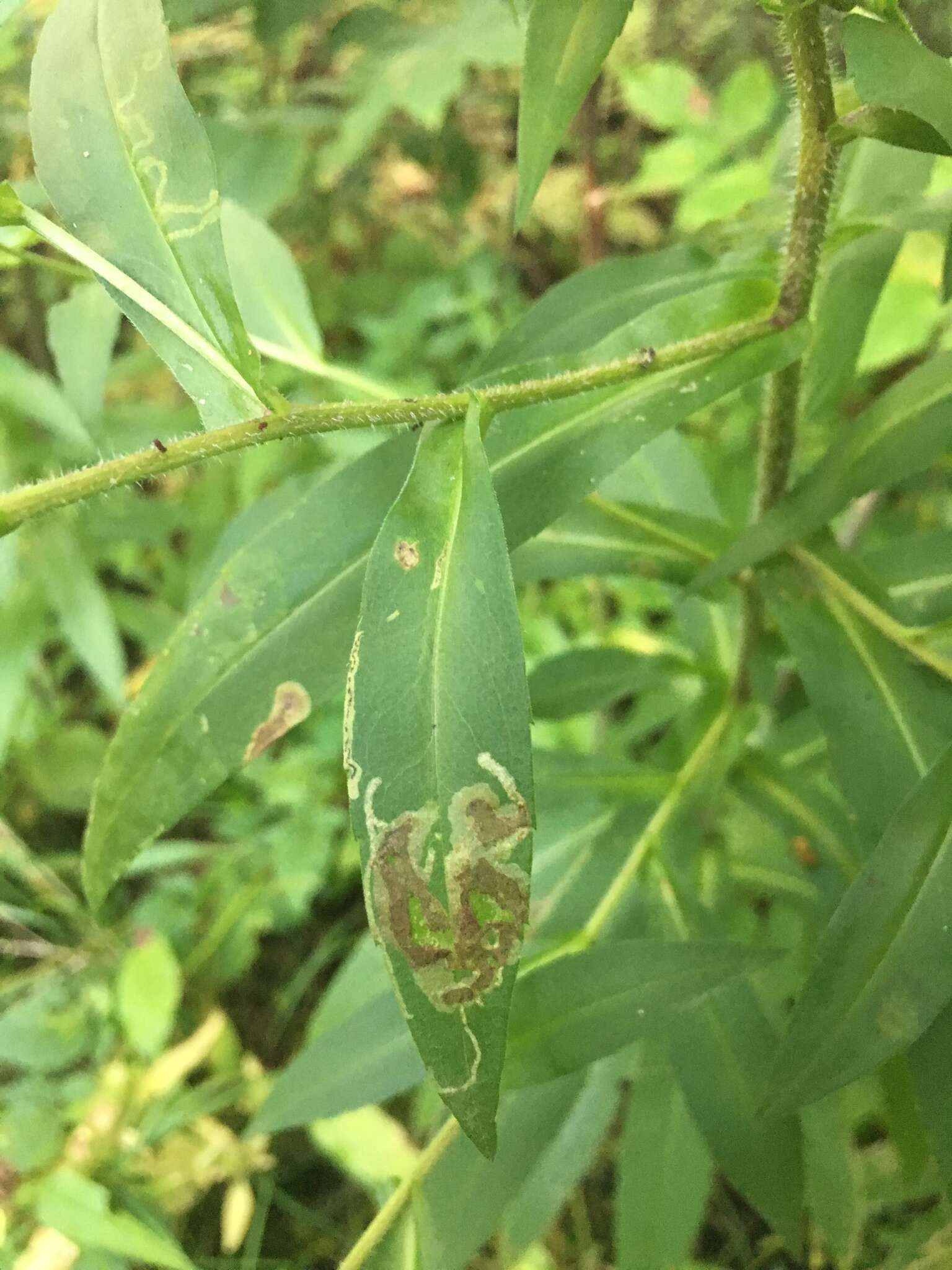 Image of Ophiomyia carolinensis Spencer 1986