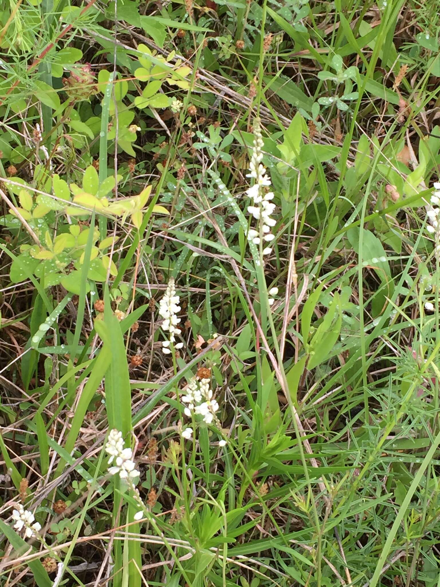 Polygala boykinii Nutt.的圖片